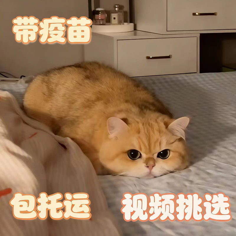 宠物猫幼猫活体纯种英短美短银渐层布偶猫幼崽蓝猫金渐层拿破仑