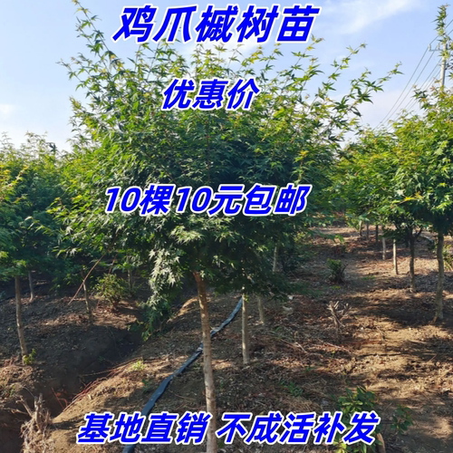 鸡爪槭四季常青园林绿化耐寒庭院