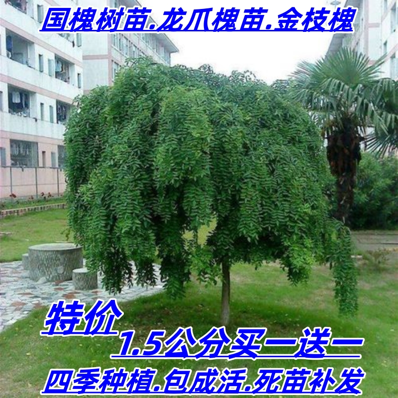 国槐树苗树苗速生国槐庭院别墅