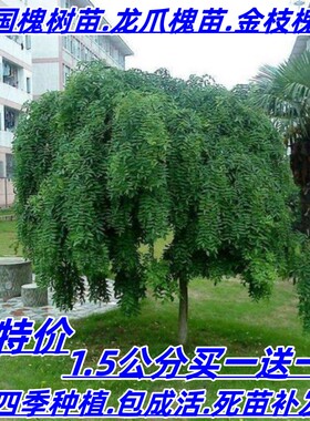 国槐树苗树苗速生国槐庭院别墅