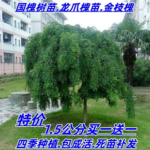 国槐树苗嫁接黄金槐龙爪槐垂槐盘槐树苗庭院别墅速生国槐规格齐全