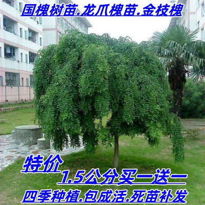国槐树苗树苗速生国槐庭院别墅