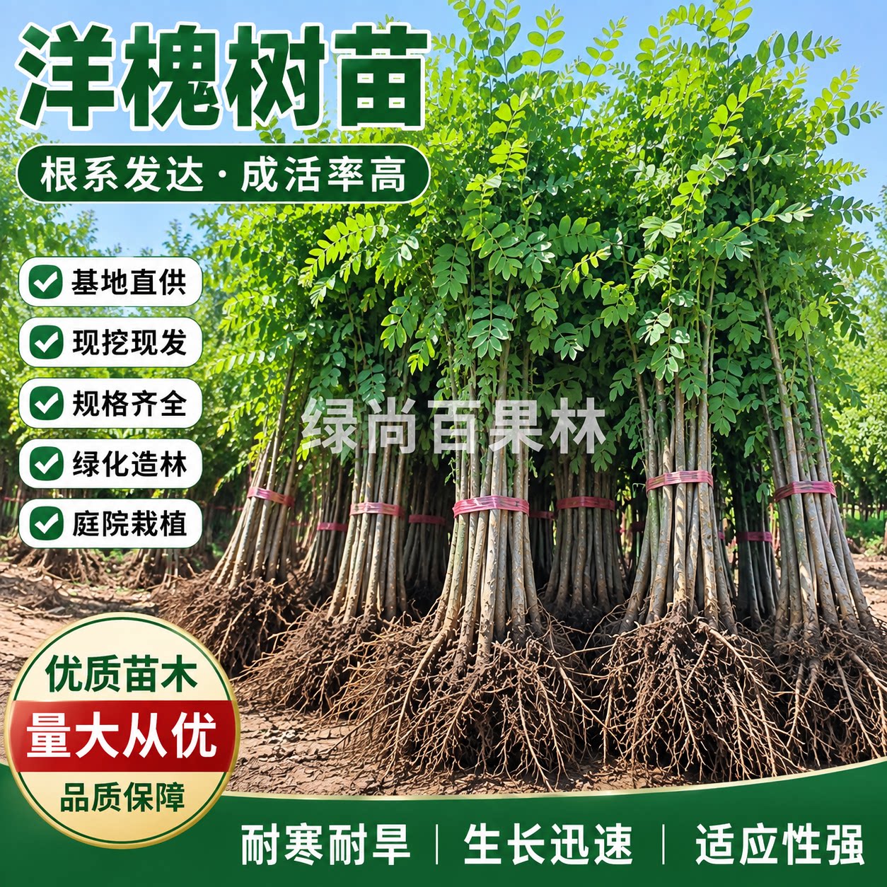 刺槐洋槐花树苗庭院行道种植刺槐