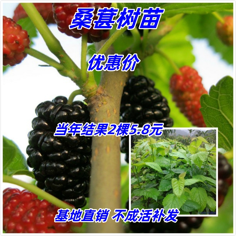 桑葚树苗耐寒护坡盆栽庭院遮阳