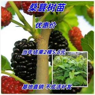 耐寒桑葚树苗护坡遮阳盆栽阳台庭院占地养蚕桑树苗南北方四季种植