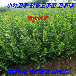 卫矛苗庭院围墙绿篱女贞树苗卫矛球抗寒耐旱四季常青绿化苗易成活