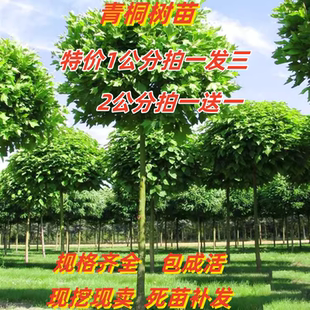 青桐树苗中国梧桐苗南北方庭院公园遮阳观赏风景行道绿化苗木树