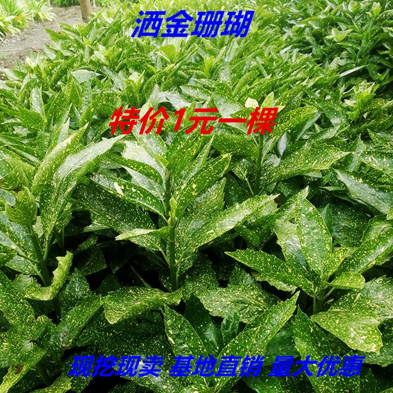 洒金珊瑚庭院四季长青耐阴好养图片