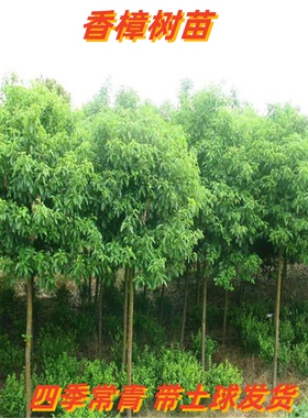 香樟树苗小叶香樟四季常青驱蚊虫南北方种植行道庭院盆栽地栽樟树