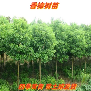 香樟树苗小叶香樟四季常青驱蚊虫南北方种植行道庭院盆栽地栽樟树