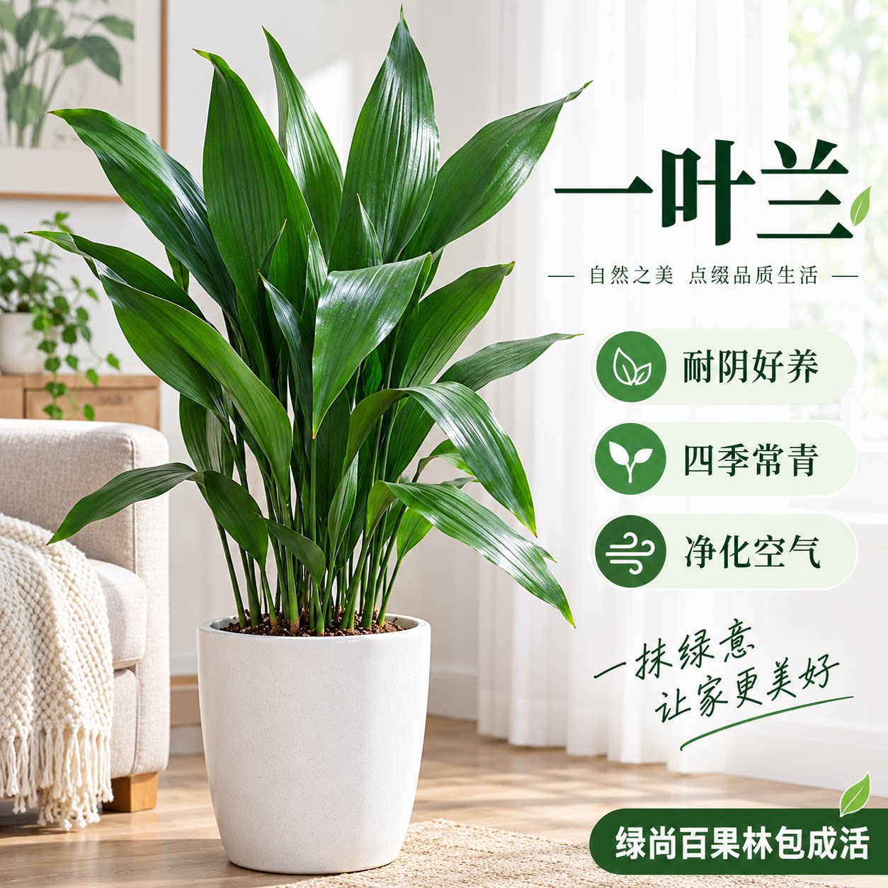 一叶兰盆栽蜘蛛抱蛋客厅室内阳台观叶植物花卉四季常青耐寒绿植