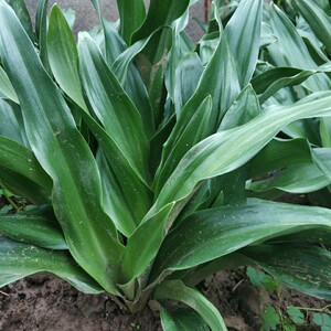 四季长青冬季耐寒万年青观赏花卉