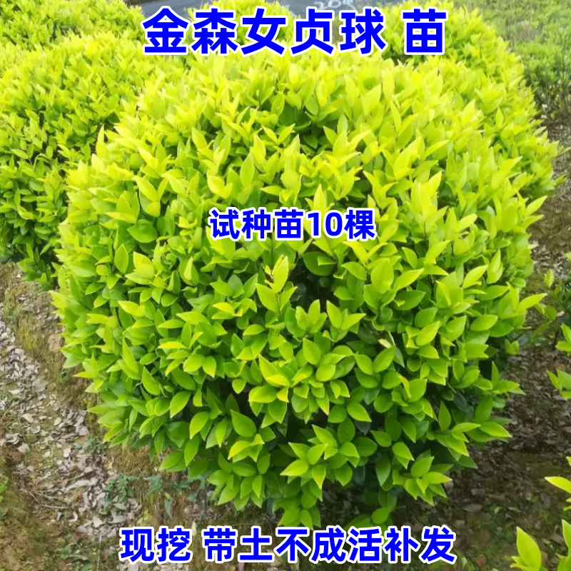 女贞绿篱植物四季常青耐寒行道树