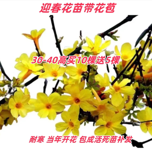 迎春花迎春当年开花爬藤植物庭院