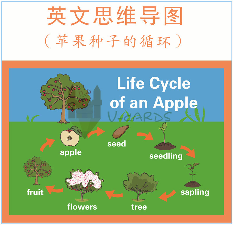 lifecycle苹-果生命的循环思维导图mind map英文海报教具教室装饰