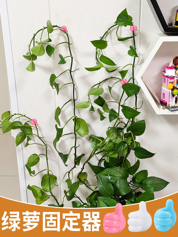 绿萝爬墙神器自粘式藤蔓绿植物绿萝固定器无痕家用墙上攀爬定型夹