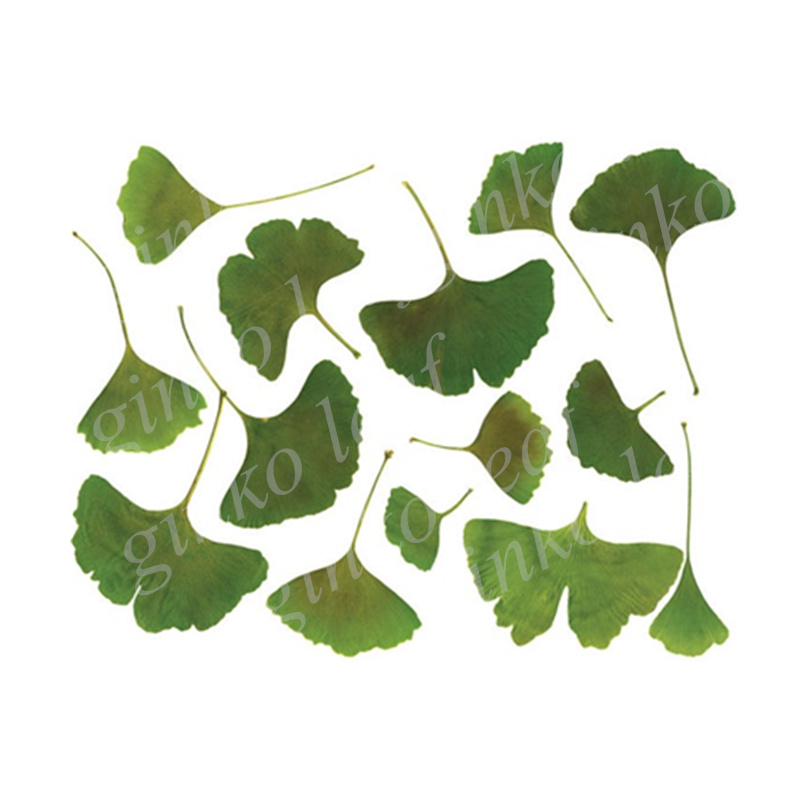 银杏叶镂空树叶拓印创意美术防水