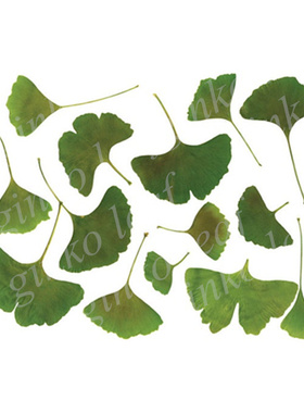 银杏叶拓印树叶遮蔽板镂空塑料DIY手工创意模板手绘日式 329