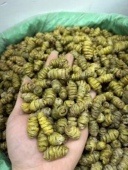 云南铁皮枫斗石斛250g