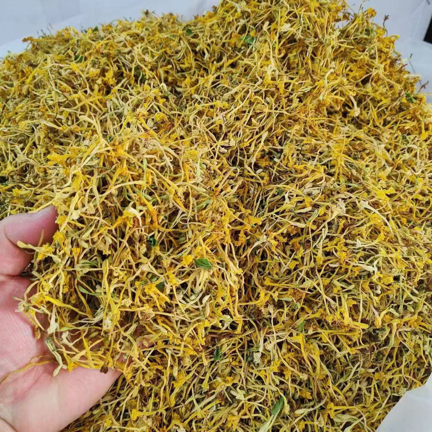 云南野生金银花