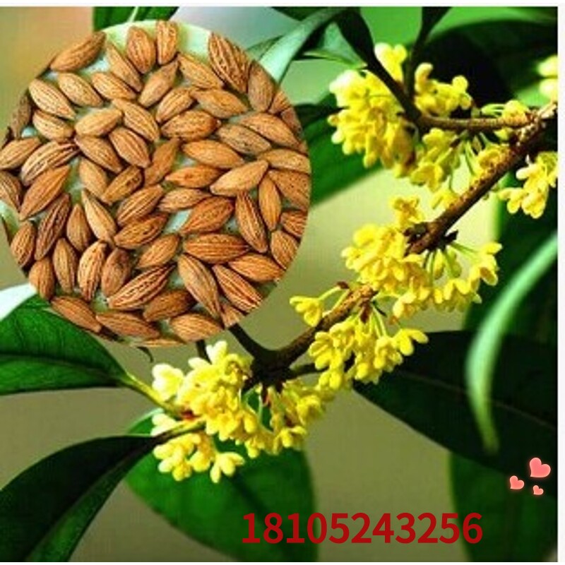 桂花花种籽子价格 桂花花种籽子图片 星期三