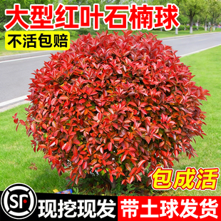 红叶石楠球大型公园绿化苗木庭院别墅球形苗绿化工程树苗四季常青