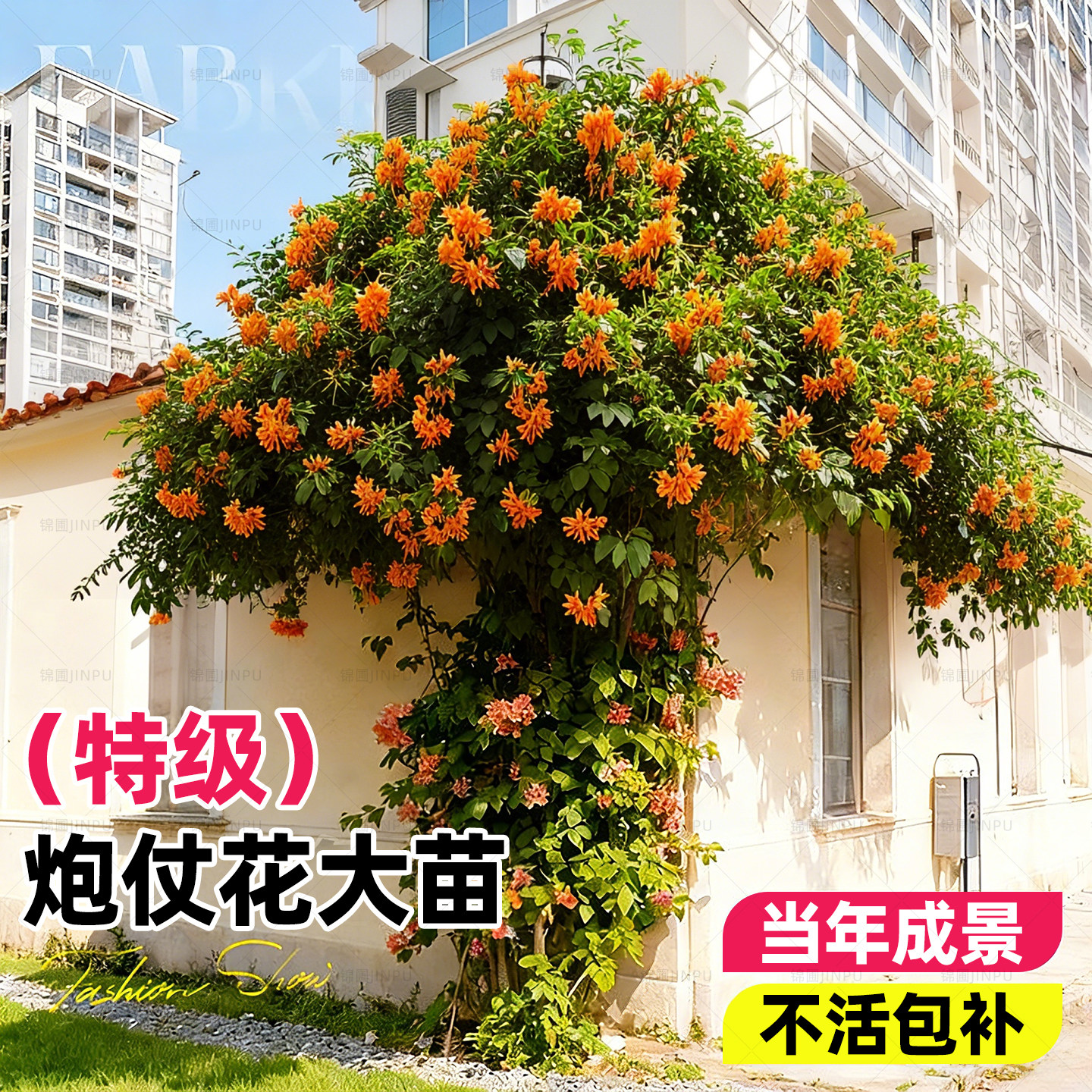 炮仗花苗特大号多季开花卉盆栽庭院别墅凌霄花苗老桩大苗藤蔓爬墙,鲜花速递/花卉仿真/绿植园艺,月季/蔷薇/玫瑰,淘宝优惠券,粉丝福利购,淘宝优惠卷