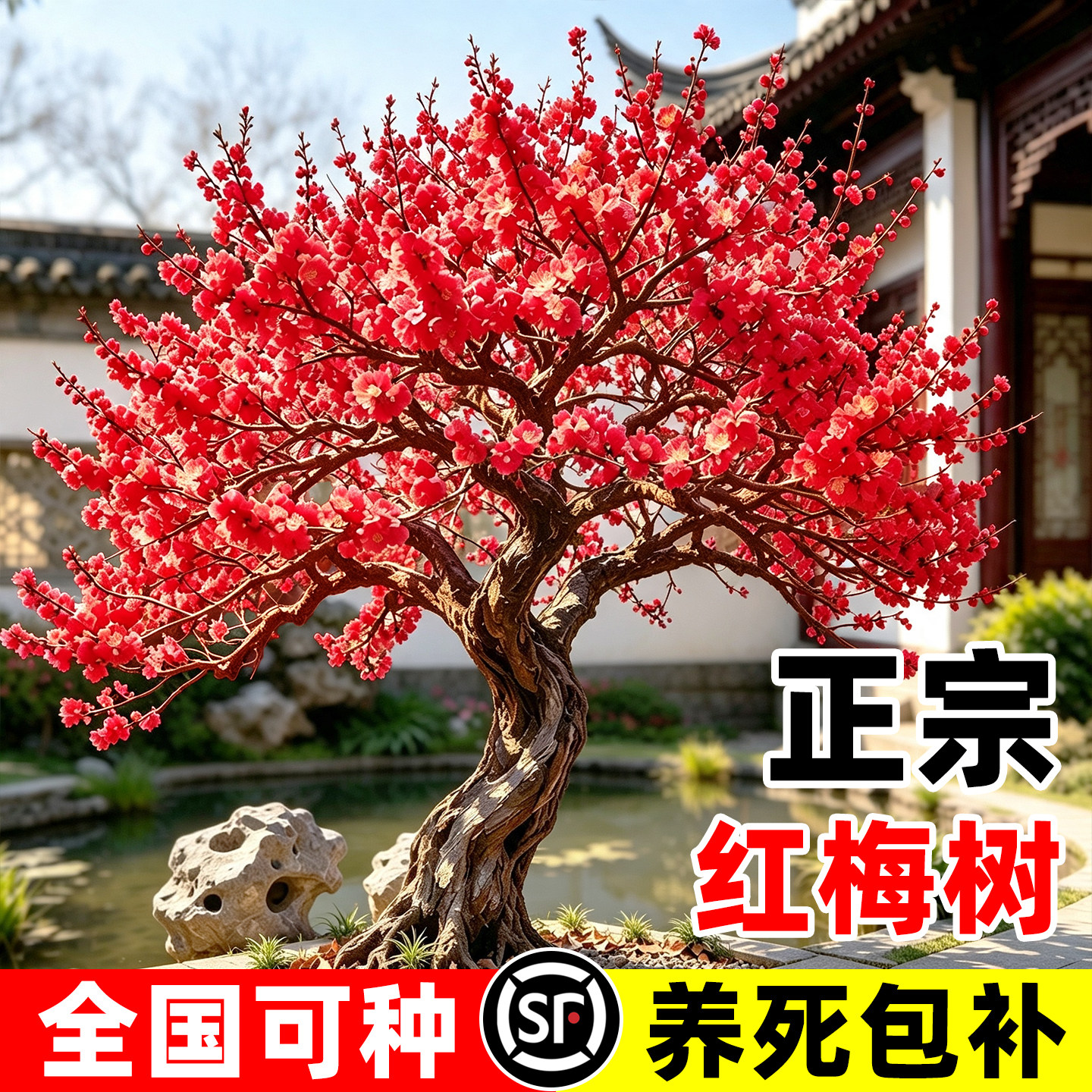 【热销榜top产品】正宗红梅树苗图片