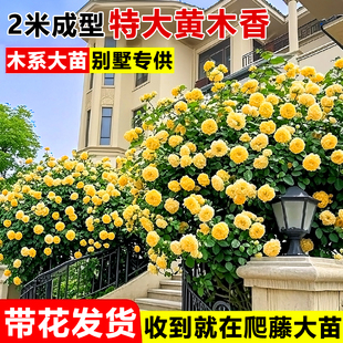 重瓣黄木香爬藤老桩特大苗爬墙花卉植物庭院阳台红白木香树苗盆栽