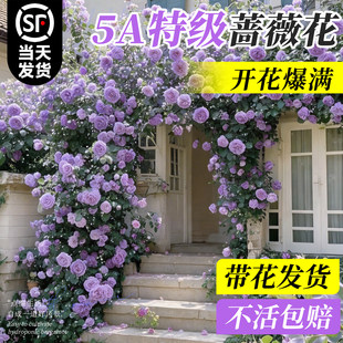蔷薇花苗藤本月季花树爬藤植物大苗庭院阳台花卉爬墙玫瑰耐寒绿植