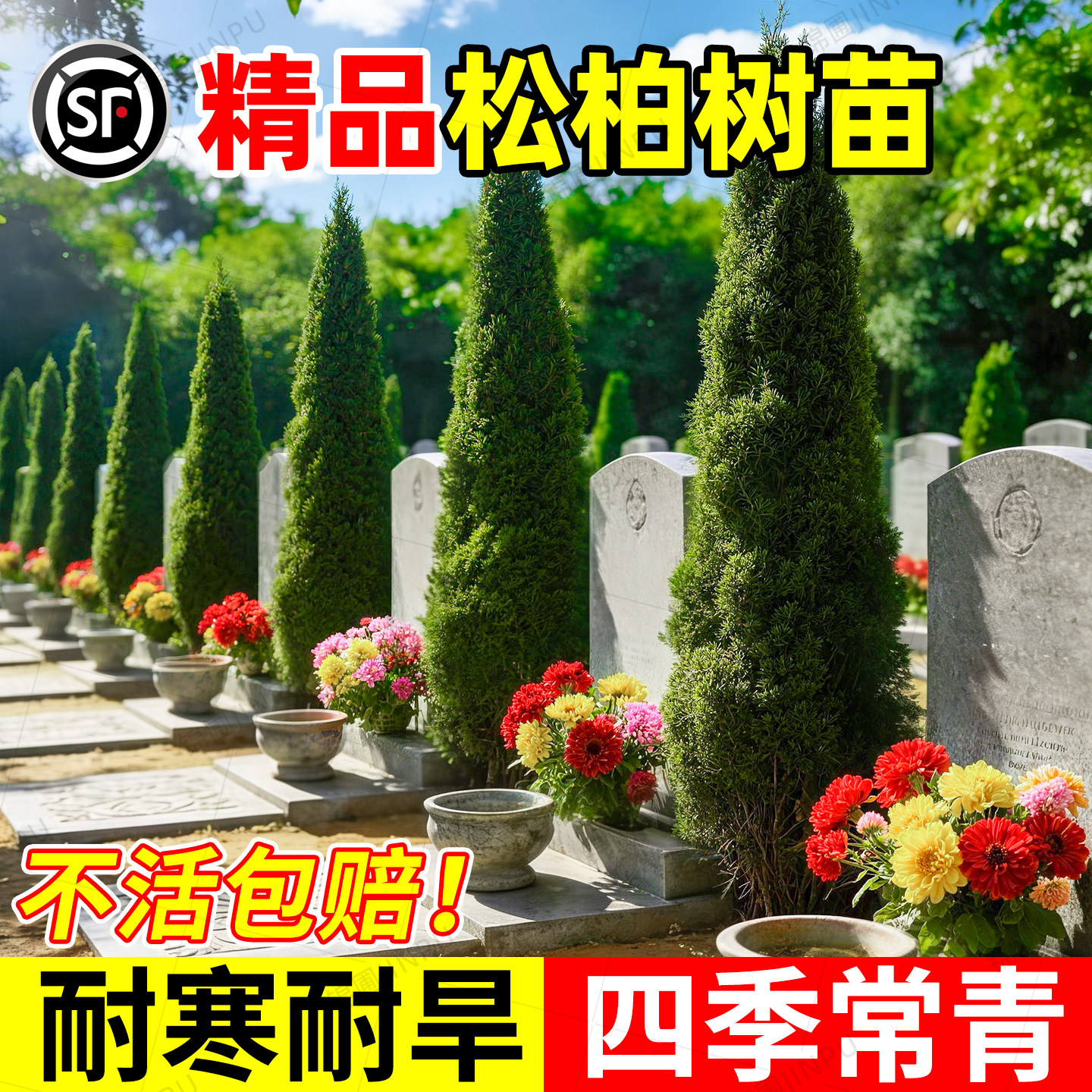 松柏树树苗坟地墓前树龙柏桧塔柏庭院工程绿化行道树四季常青乔木