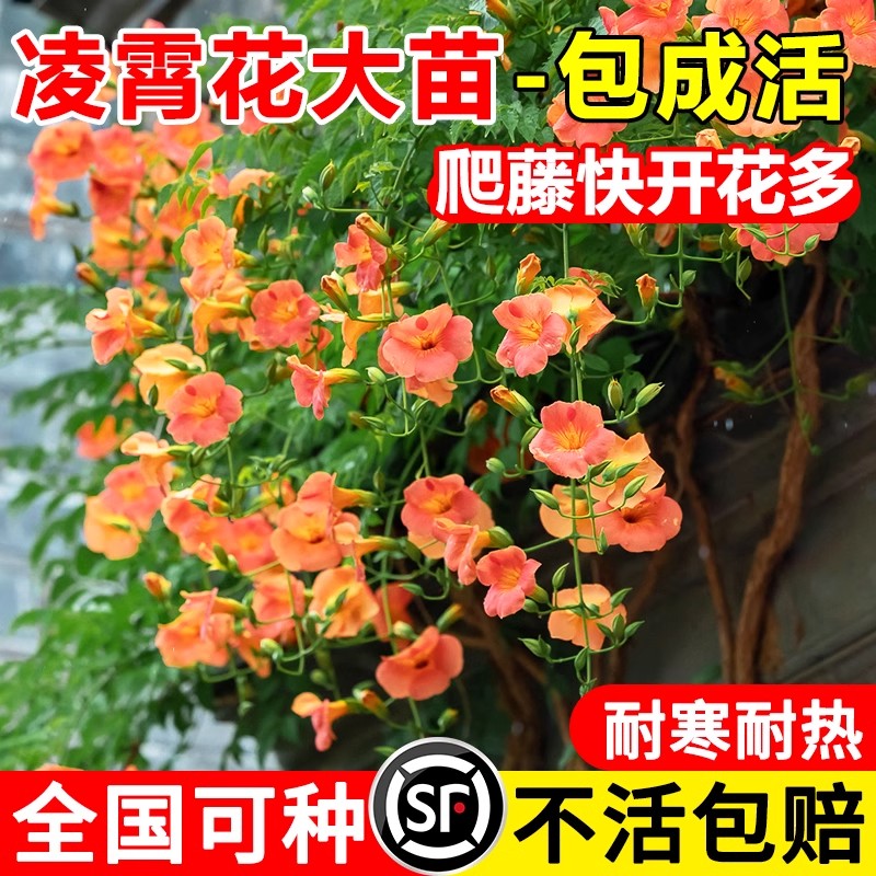 凌霄花爬藤大苗植物耐寒室外