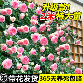 1米6高大苗藤本月季花苗庭院爬藤植物四季开花卉盆栽玫瑰花蔷薇花