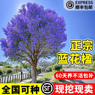 蓝花楹树苗老桩耐寒正宗名贵造型风景大树苗乔木彩色绿化庭院种植
