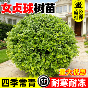 女贞球树苗庭院别墅绿篱植物四季常青小叶金叶亮晶女贞球耐寒造景