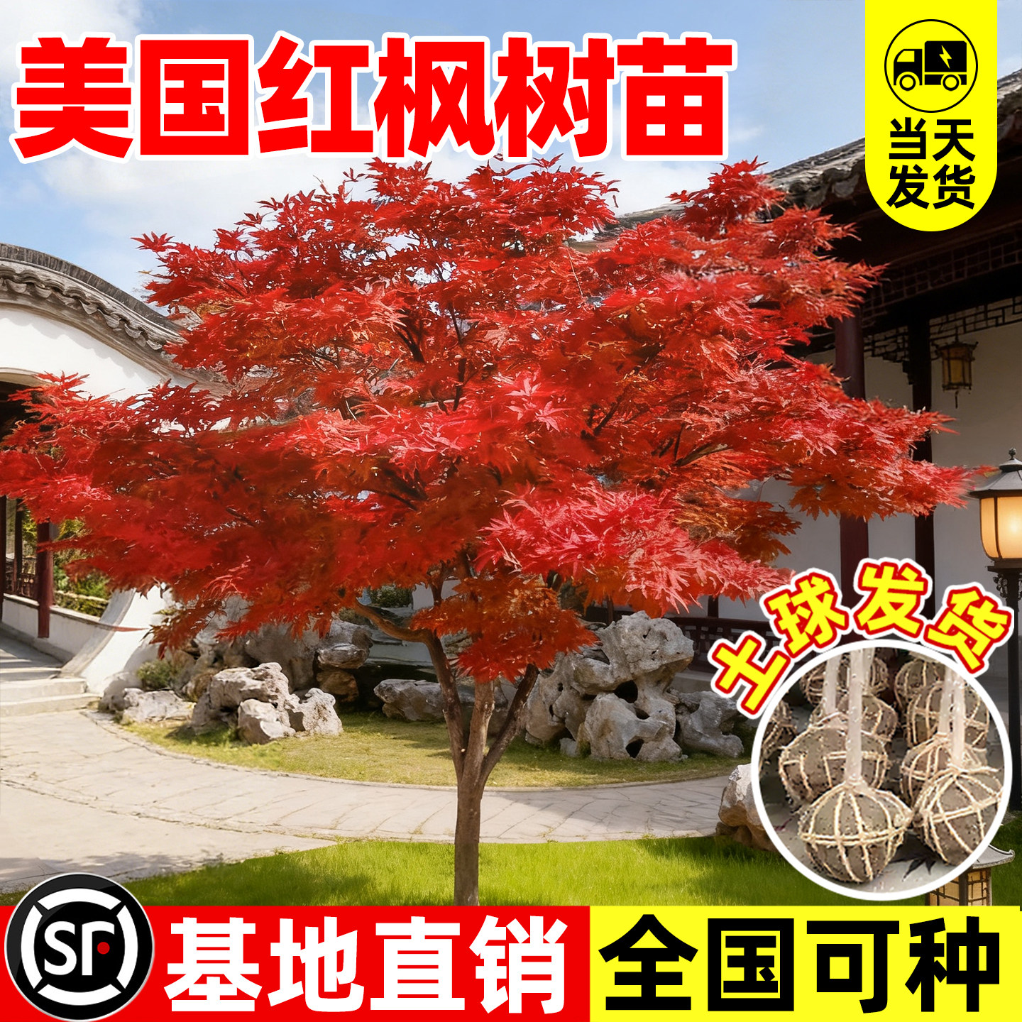 【爆款第一10万+】红枫树苗