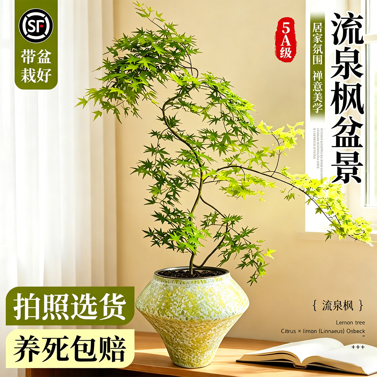 造型流泉枫盆栽黄金枫树客厅绿植盆景办公室内桌面老桩真树四季养