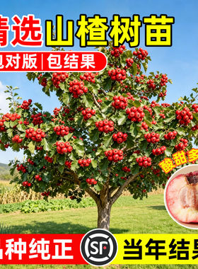 【爆款第一】精选特大山楂树苗