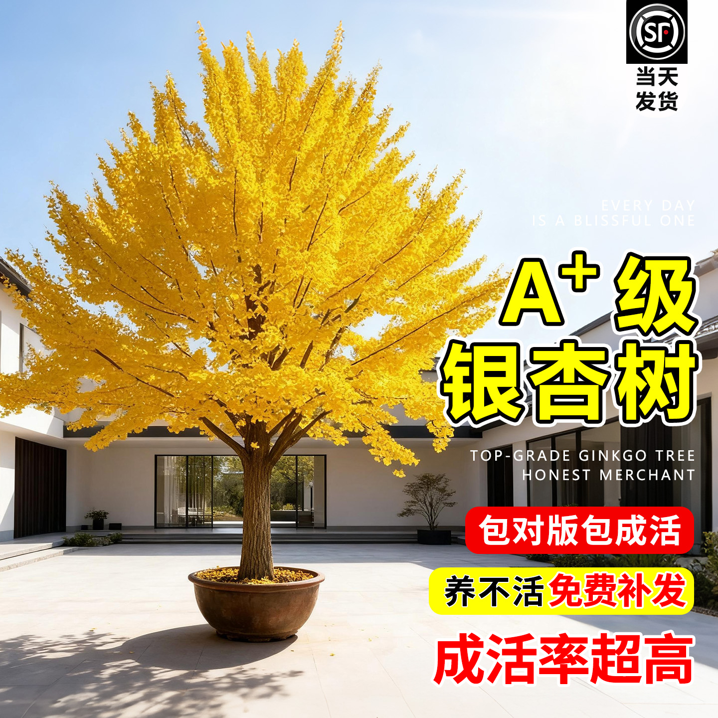 【平台推荐诚信卖家】银杏树活苗