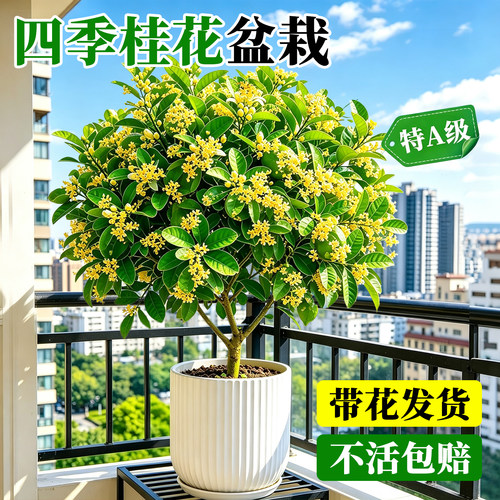 【热销10万+】四季桂花树苗盆栽