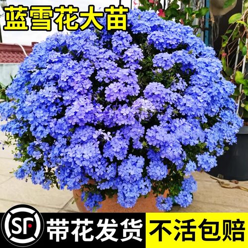 蓝雪花盆栽耐热庭院爬藤四季