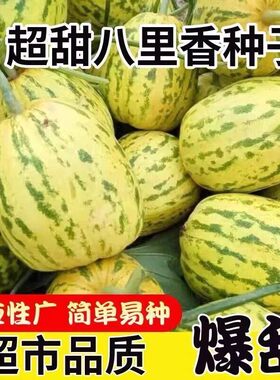 八里香甜瓜种子香甜多汁香瓜香味浓郁春季绿色农家水果香瓜种籽