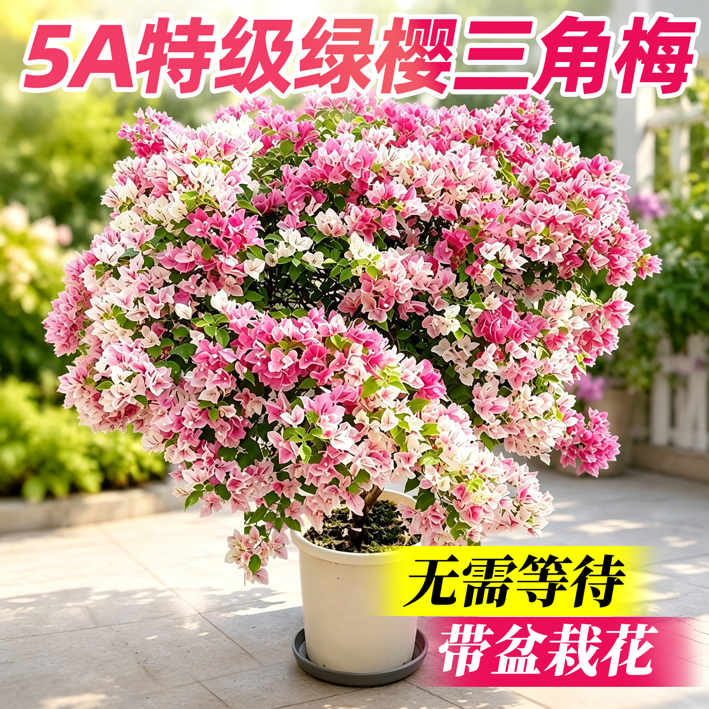 5A特级绿樱重瓣三角梅盆栽大苗四季勤花阳台庭院爬藤绿植木质老桩