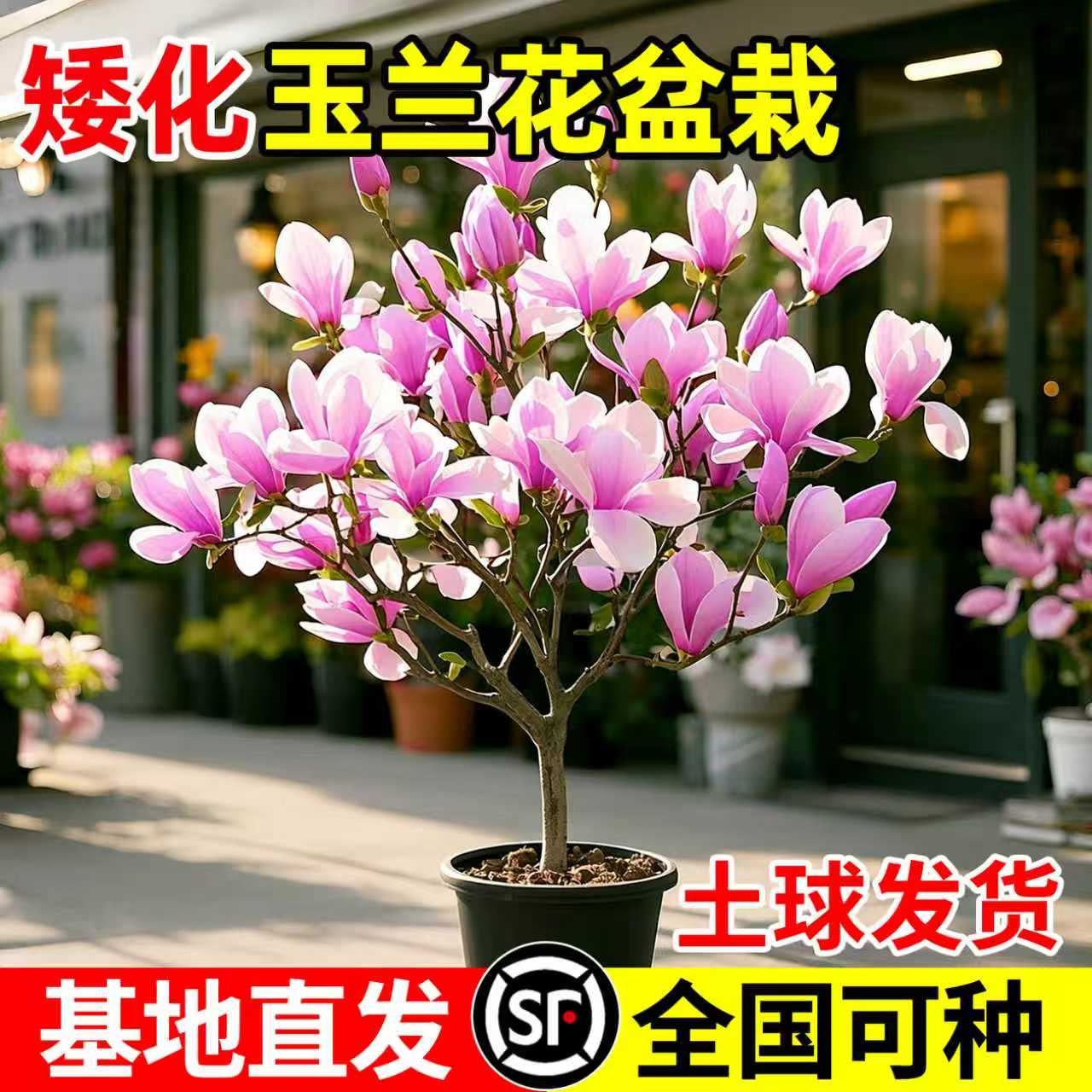 【全网热销8万+】玉兰树苗带花苞