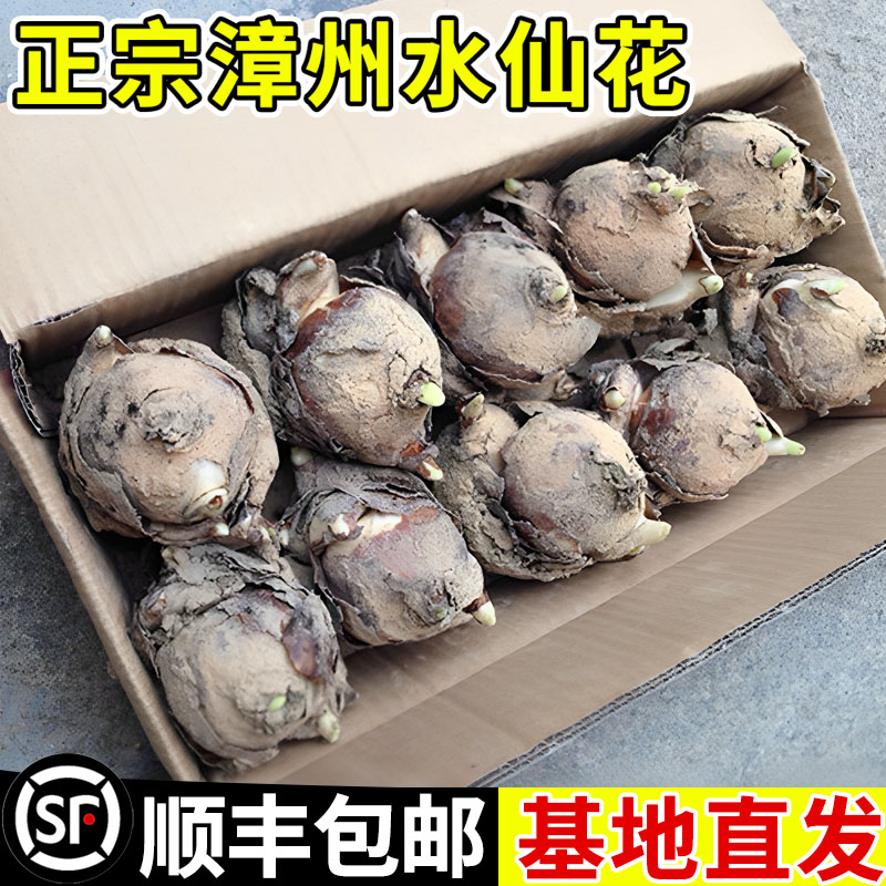 基地带芽发货特级水仙花种球