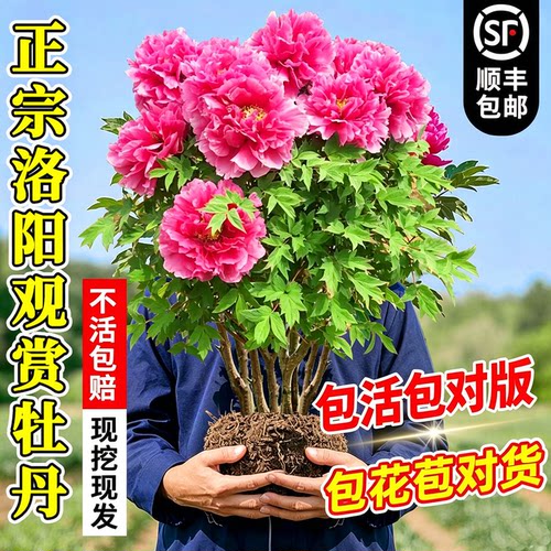 【站内热推人气爆品】盆栽牡丹花