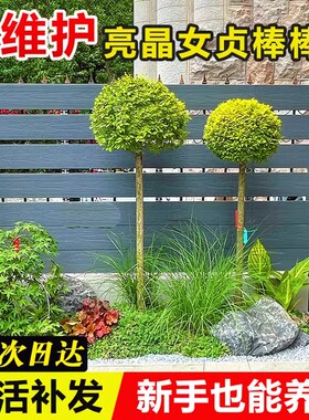 亮晶女贞棒棒糖花境植物川滇蜡树蓝冰柏柠檬之光亮金女贞四季常青