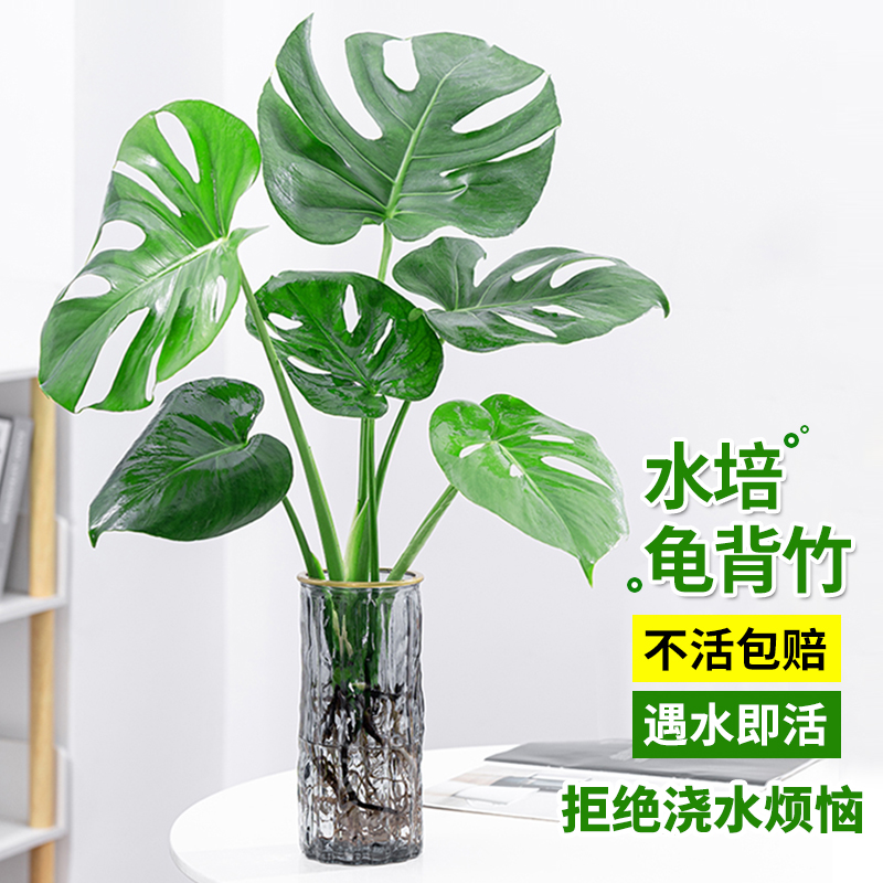 水培植物龟背竹龟背竹四季常青