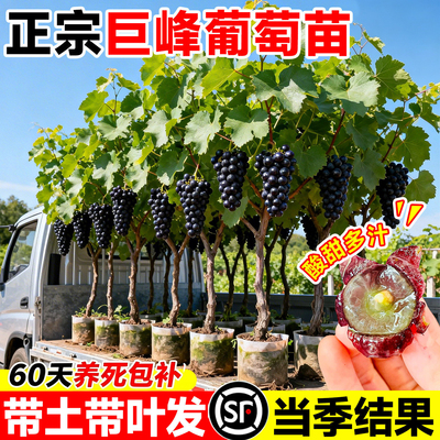 【爆款热销5万+】巨峰葡萄苗带叶