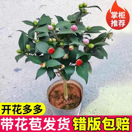 香妃茶花盆栽树苗山茶花花苗室内植物好养五色赤丹带花苞四季开花